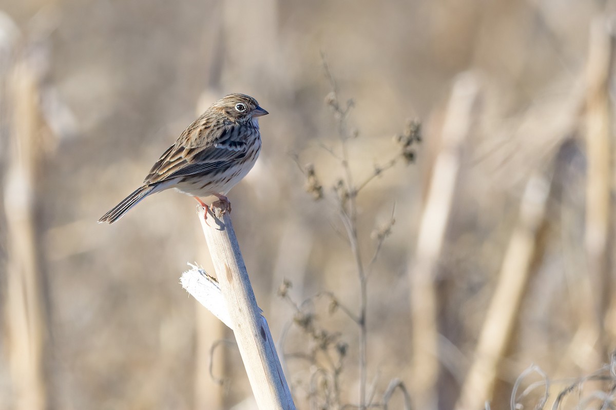 Vesper Sparrow - ML628059193