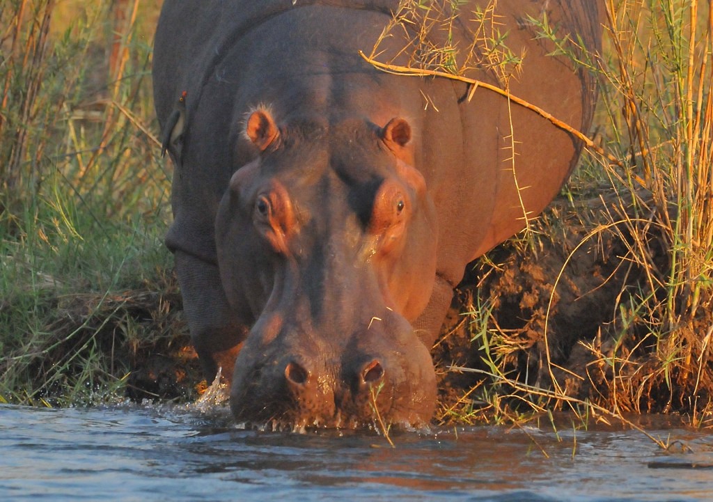 Red-billed Oxpecker - ML628059203