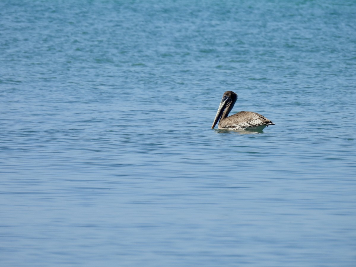 Brown Pelican - ML628059268