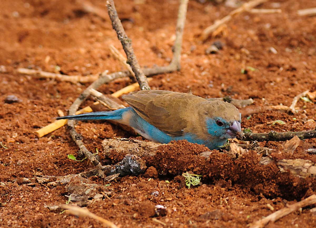 Blue-capped Cordonbleu - ML628059272