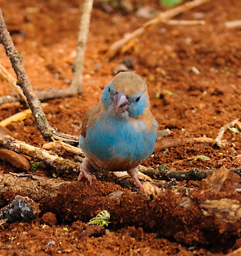 Blue-capped Cordonbleu - ML628059274