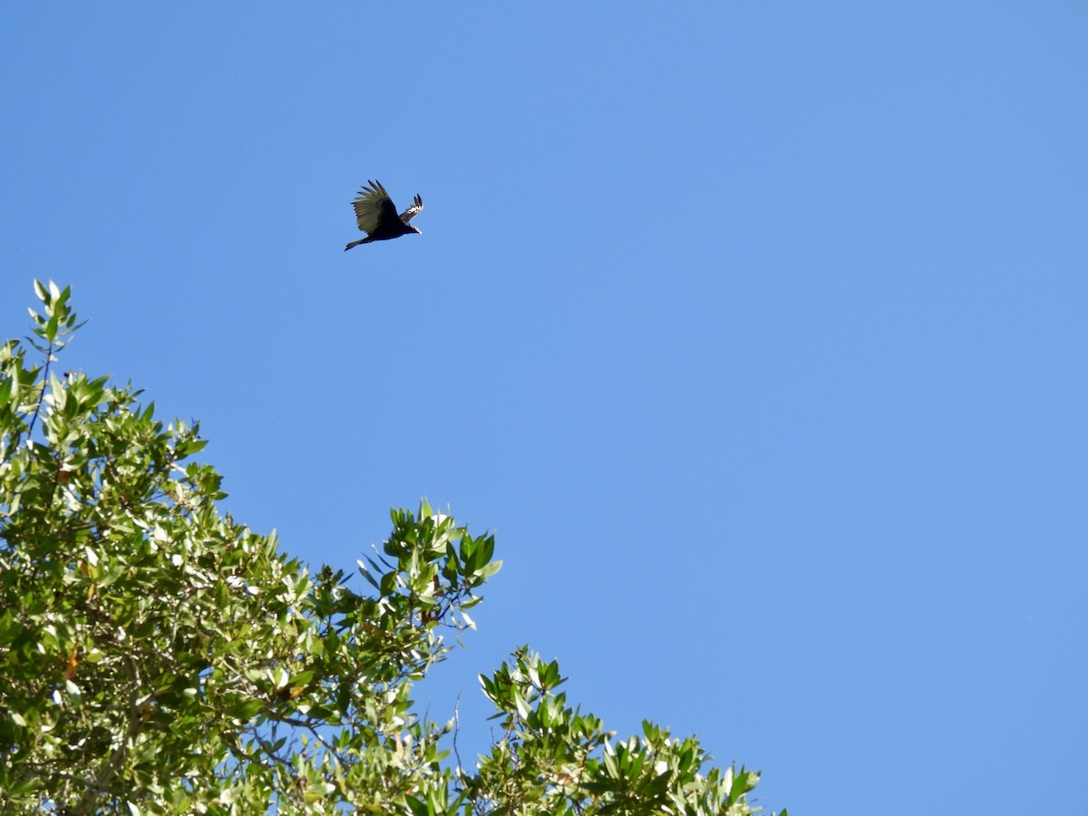 Turkey Vulture - ML628059278