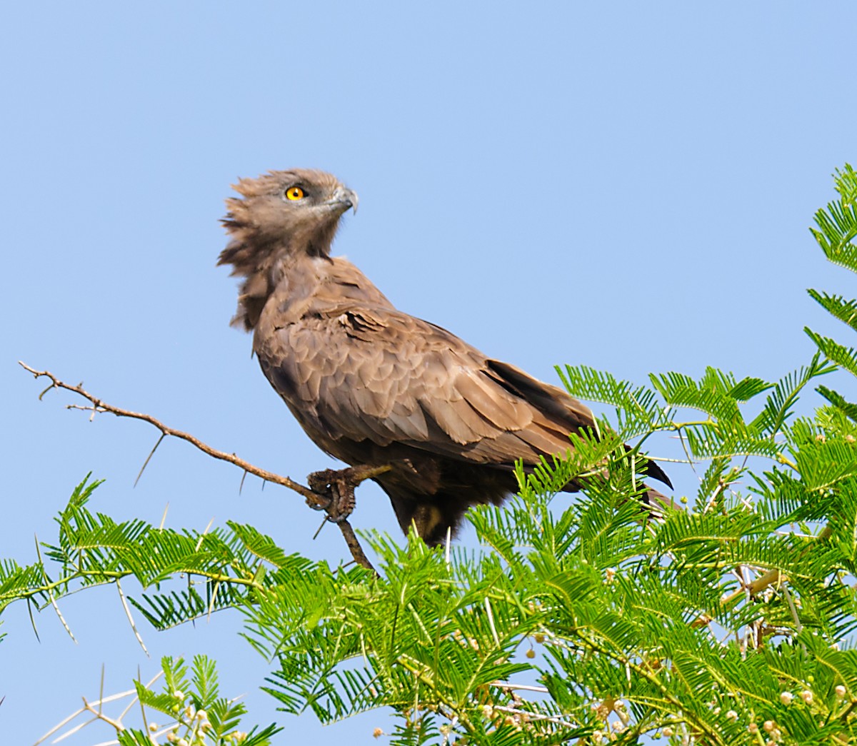 Tawny Eagle - ML628059281