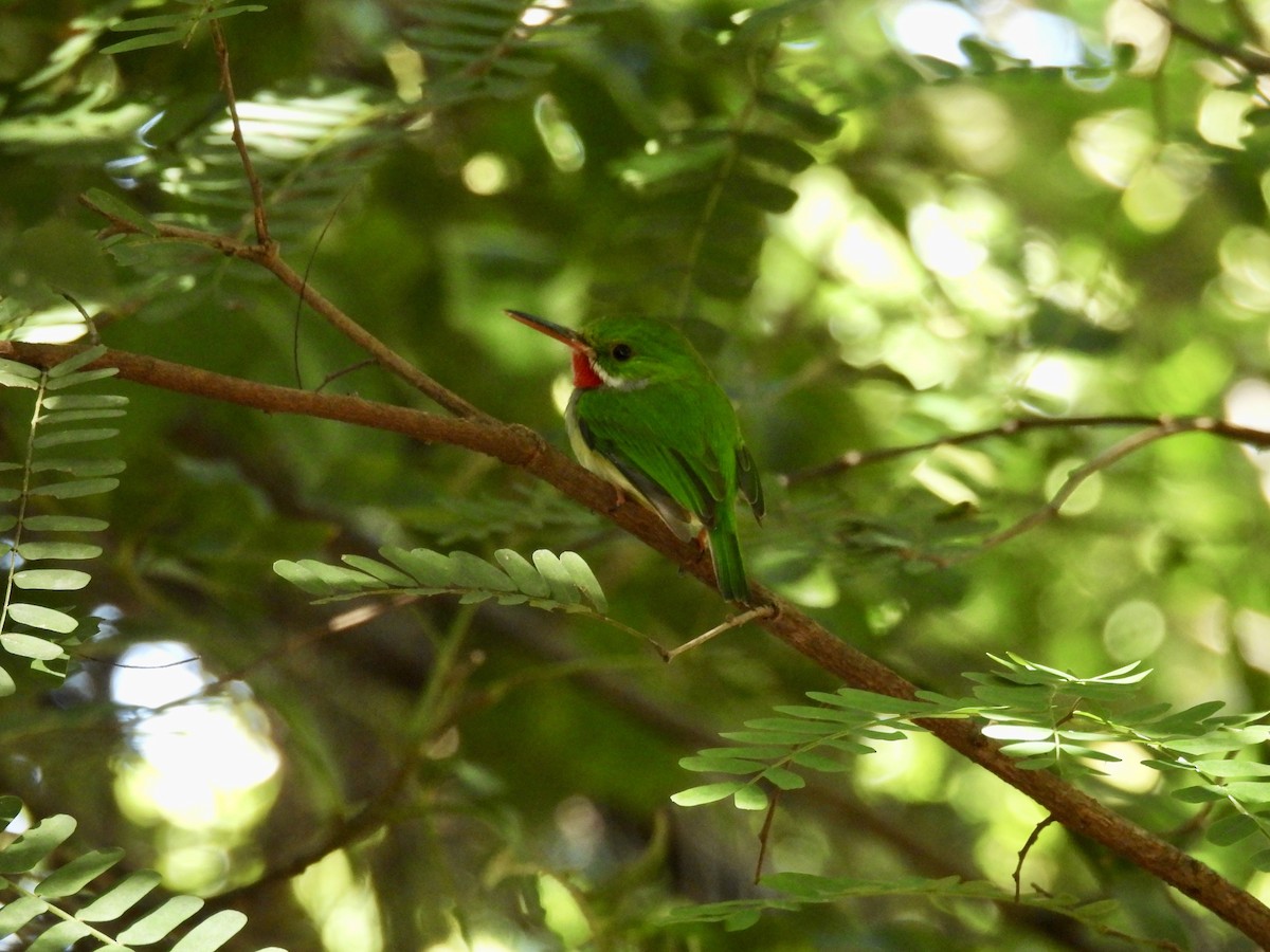 Puerto Rican Tody - ML628059284