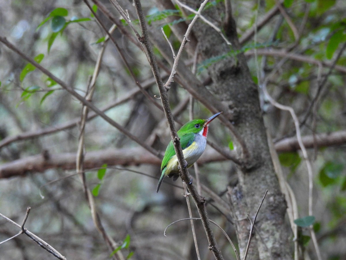 Puerto Rican Tody - ML628059285