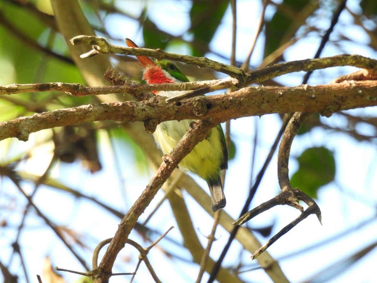 Puerto Rican Tody - ML628059286