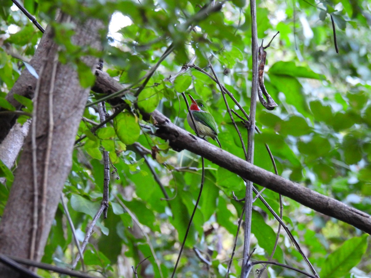 Puerto Rican Tody - ML628059287