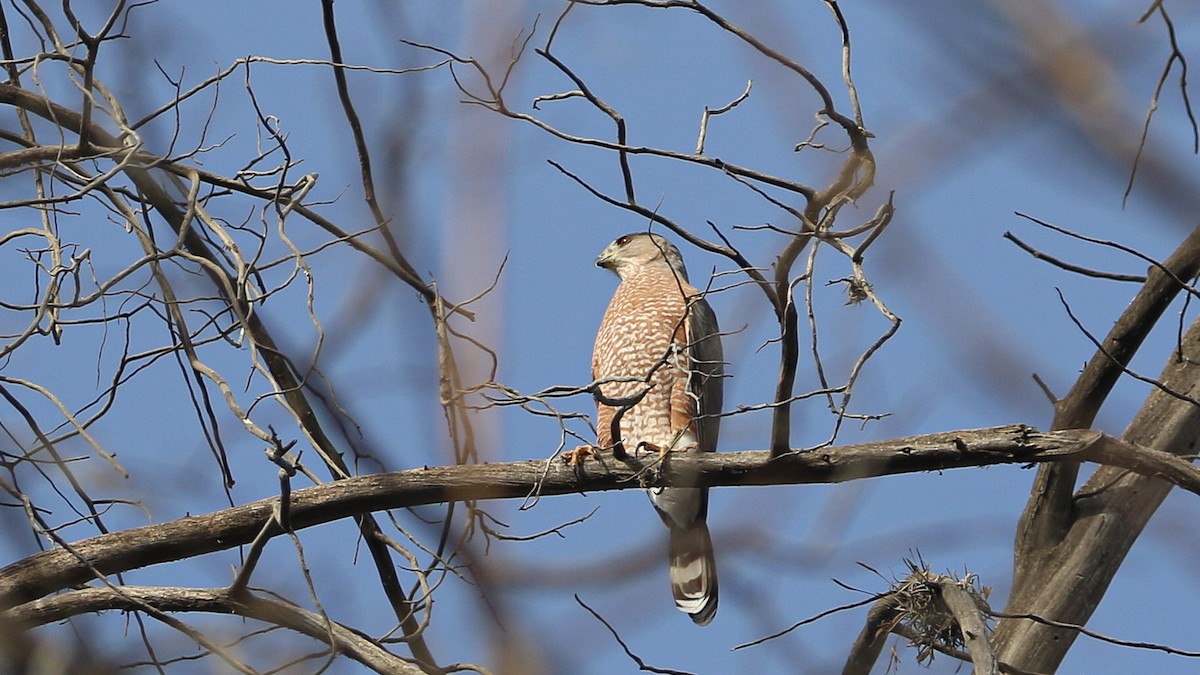 Cooper's Hawk - ML628059291