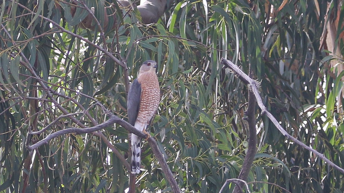 Cooper's Hawk - ML628059292