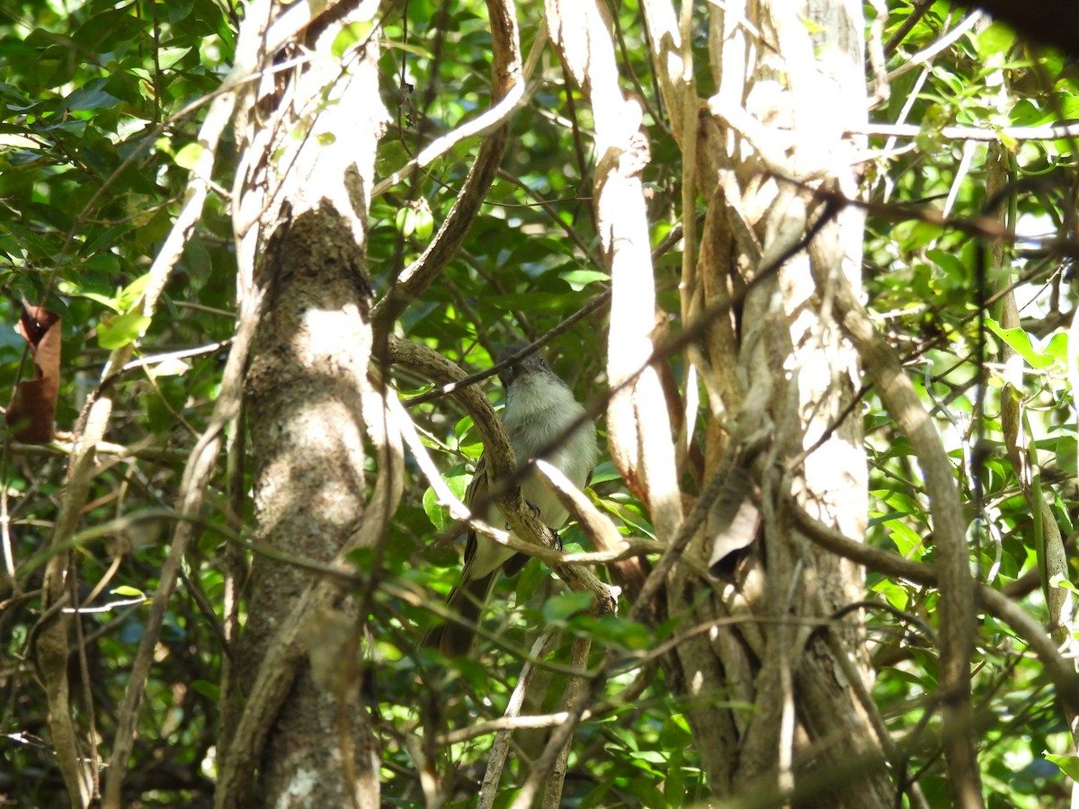 Puerto Rican Flycatcher - ML628059295