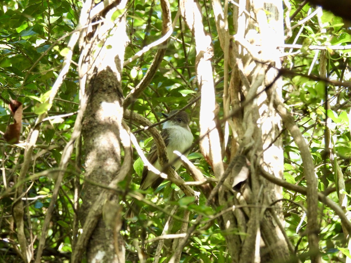 Puerto Rican Flycatcher - ML628059296