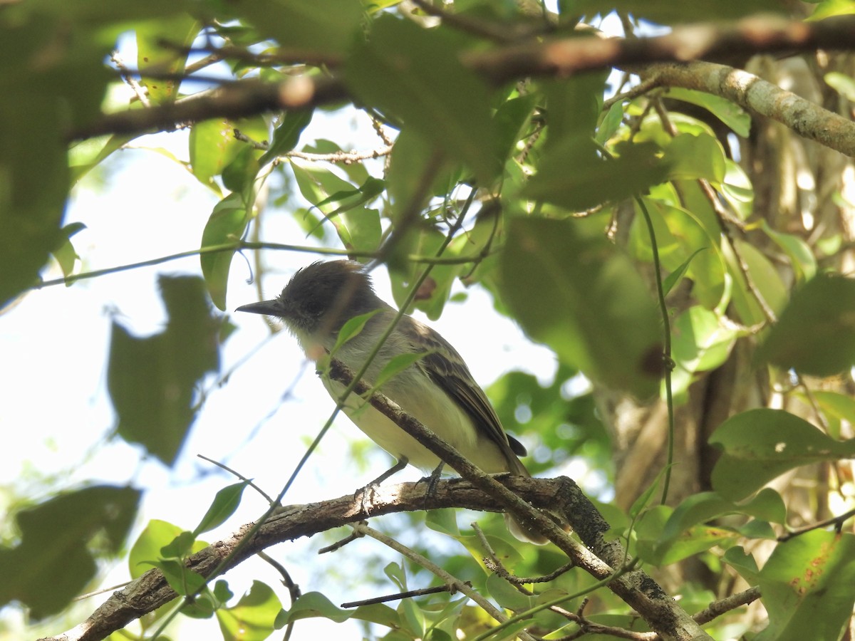 Puerto Rican Flycatcher - ML628059297