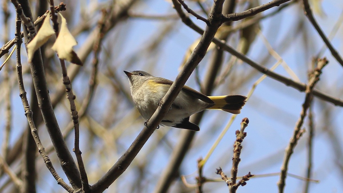 American Redstart - ML628059307