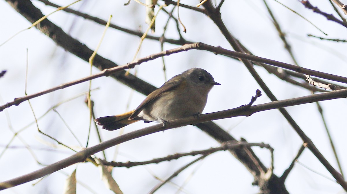 American Redstart - ML628059308