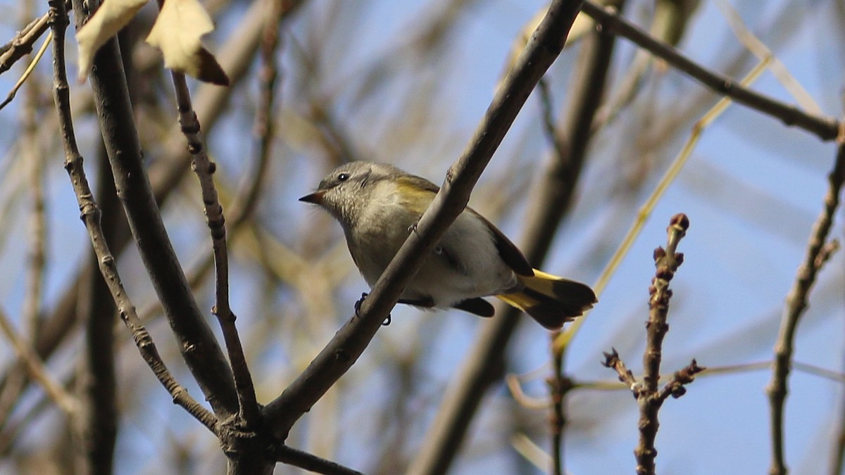 American Redstart - ML628059309