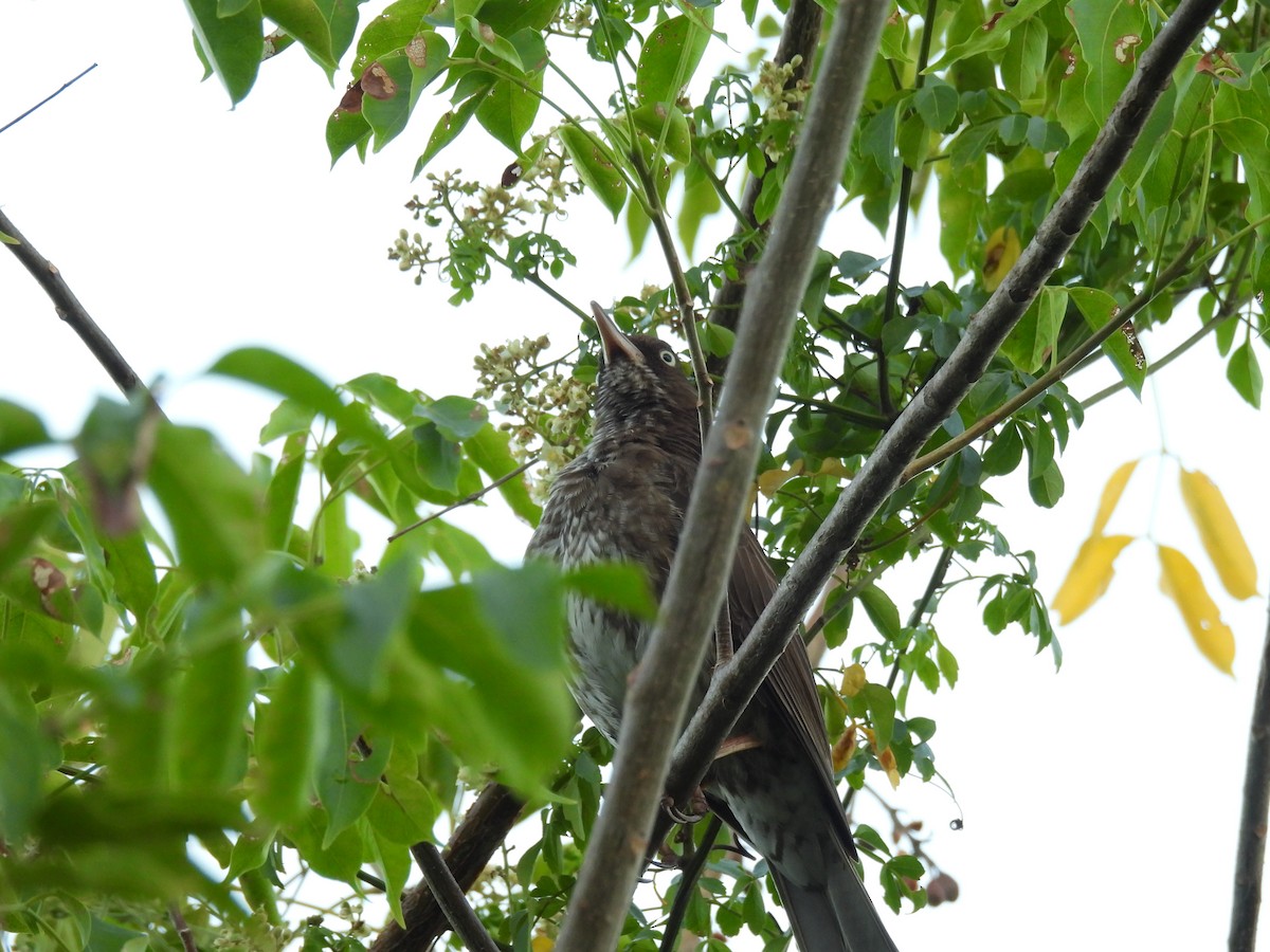 Pearly-eyed Thrasher - ML628059320