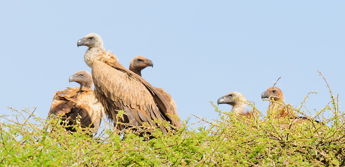 Rüppell's Griffon - ML628059329