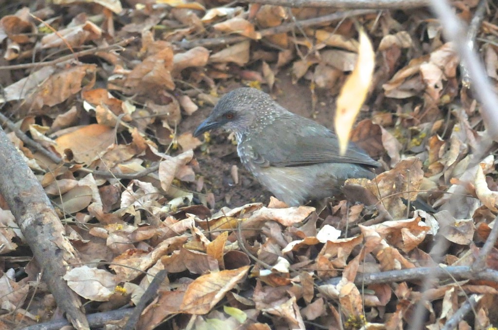 Arrow-marked Babbler - ML628059335