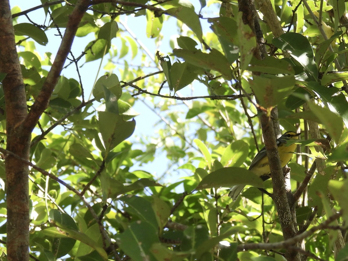 Adelaide's Warbler - ML628059343