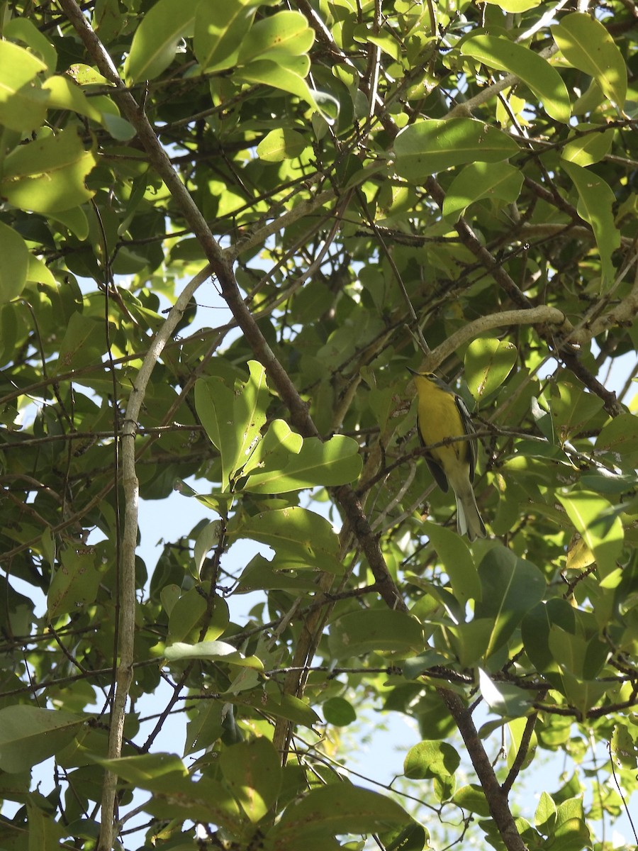 Adelaide's Warbler - ML628059344