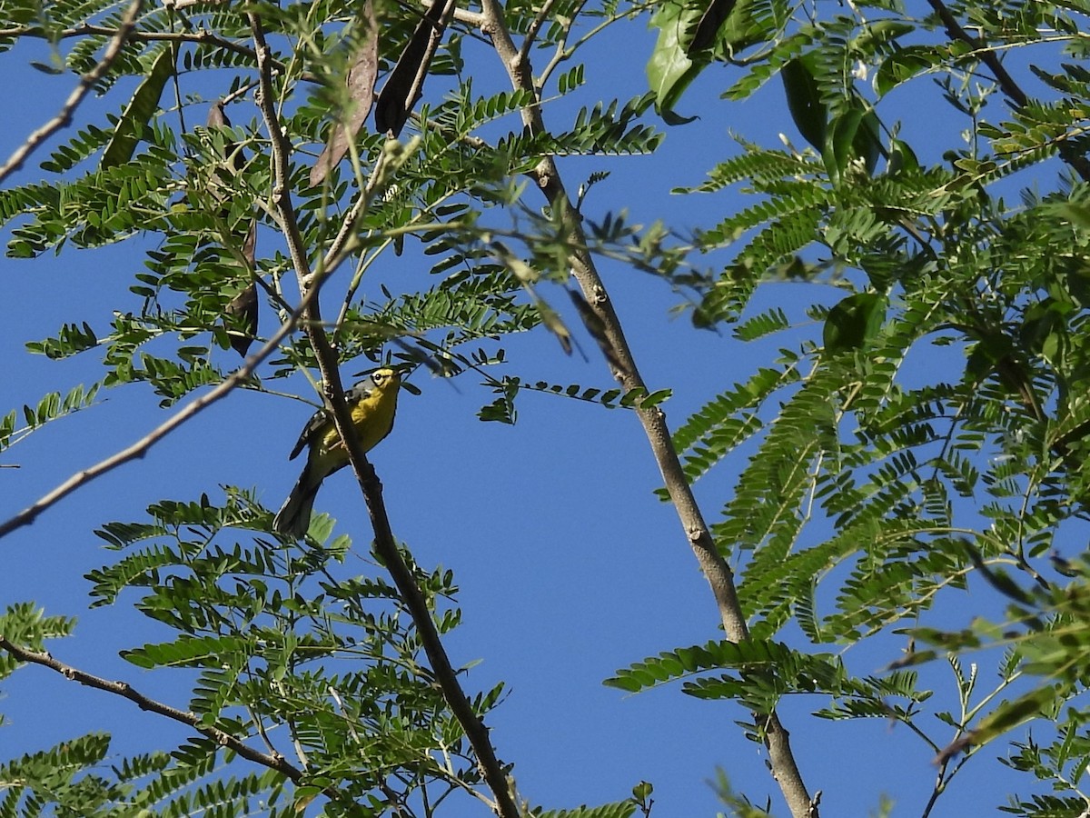 Adelaide's Warbler - ML628059345