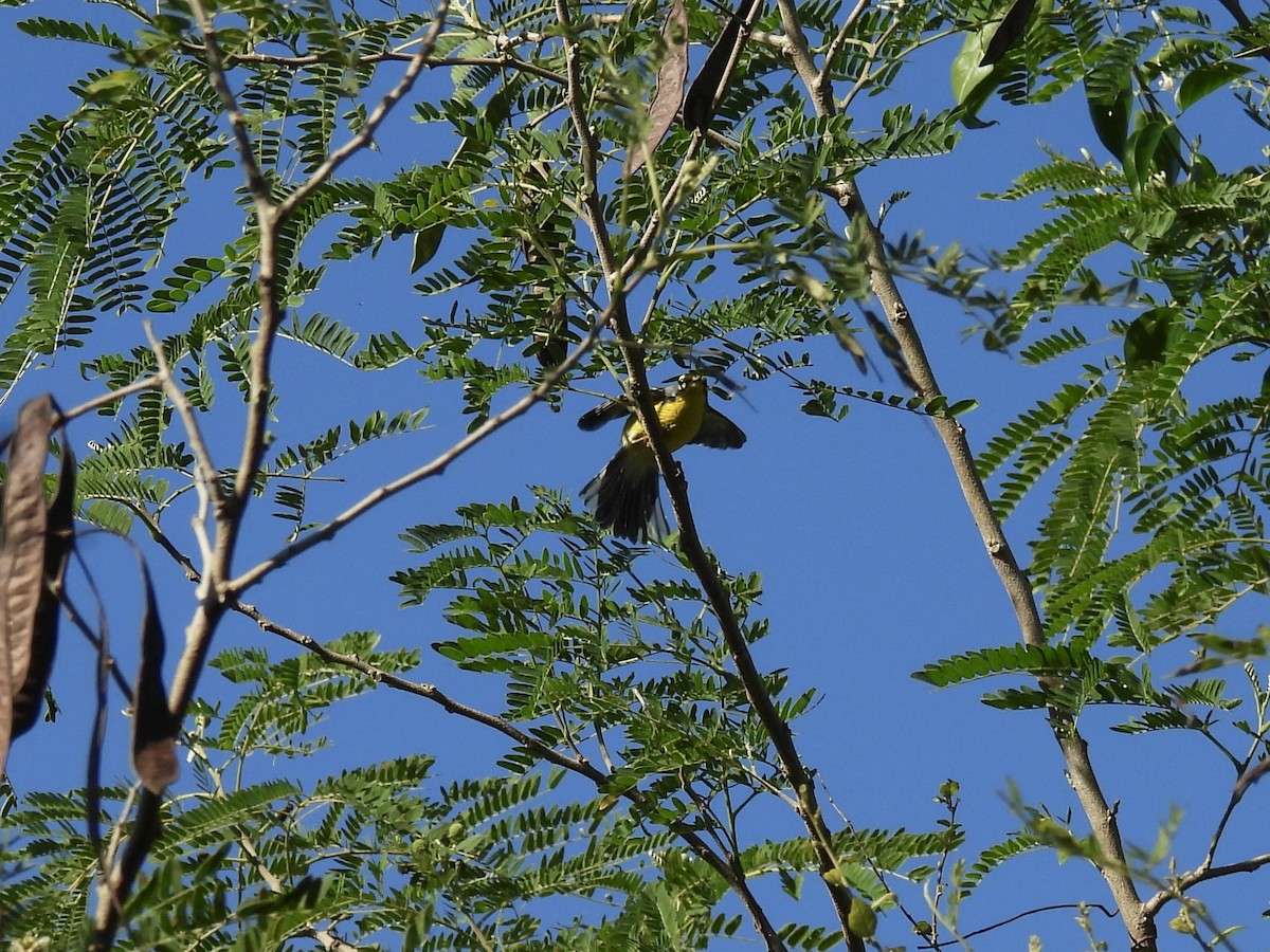 Adelaide's Warbler - ML628059346