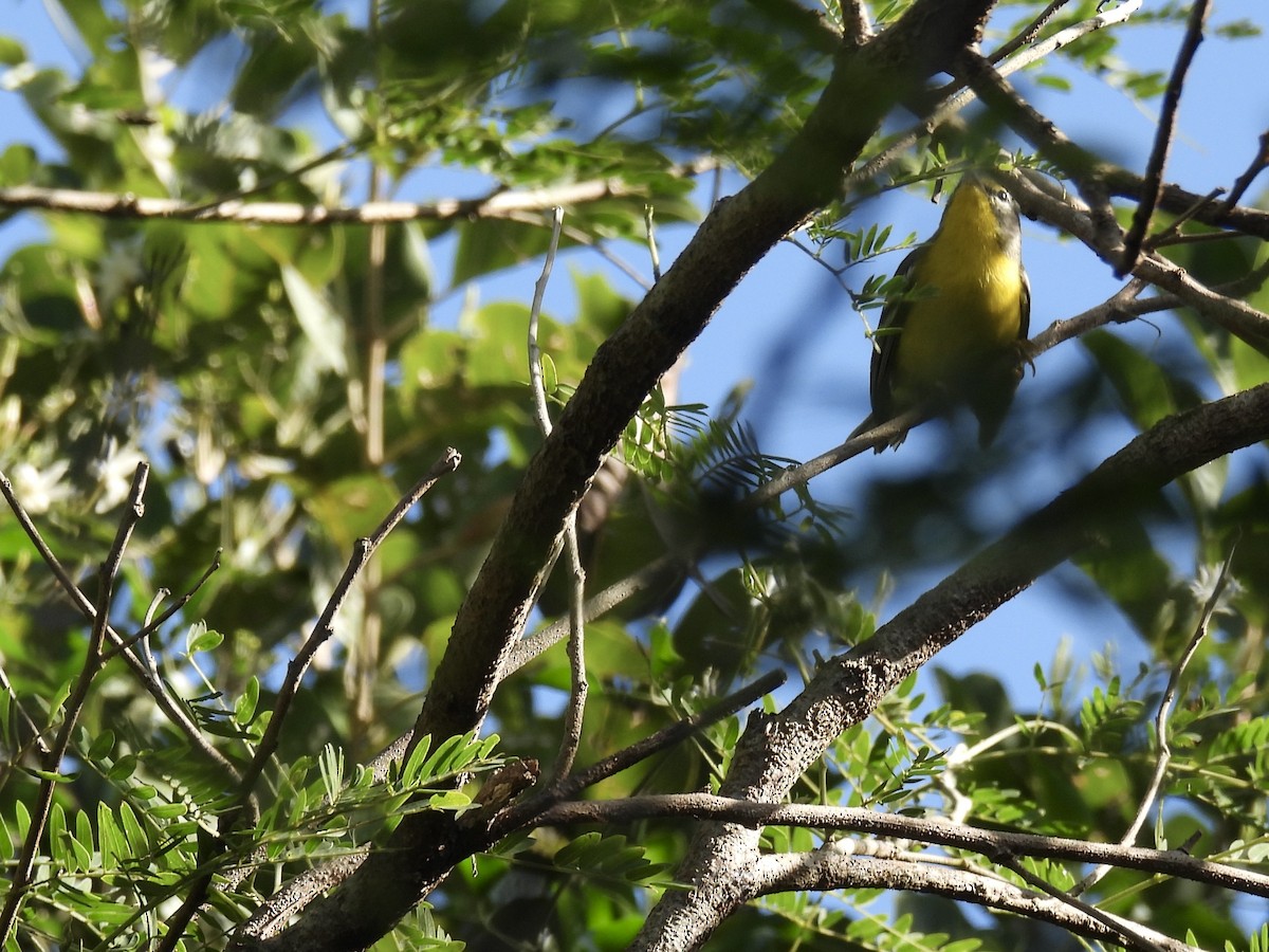 Adelaide's Warbler - ML628059347