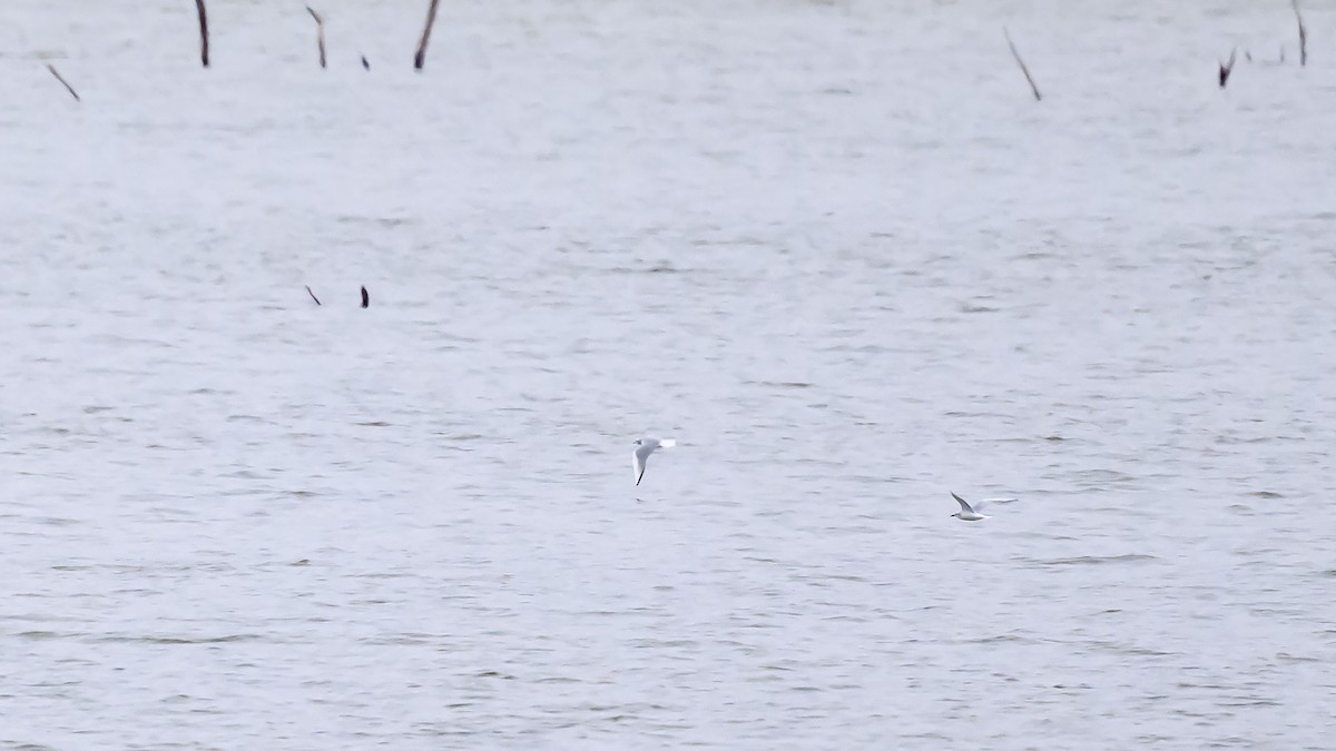 Bonaparte's Gull - ML628059354