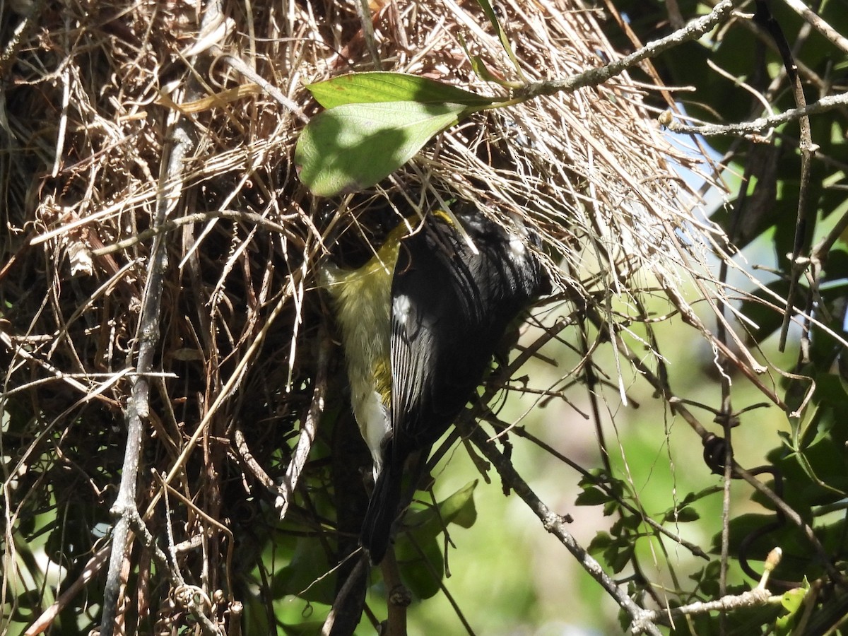 Bananaquit - ML628059360