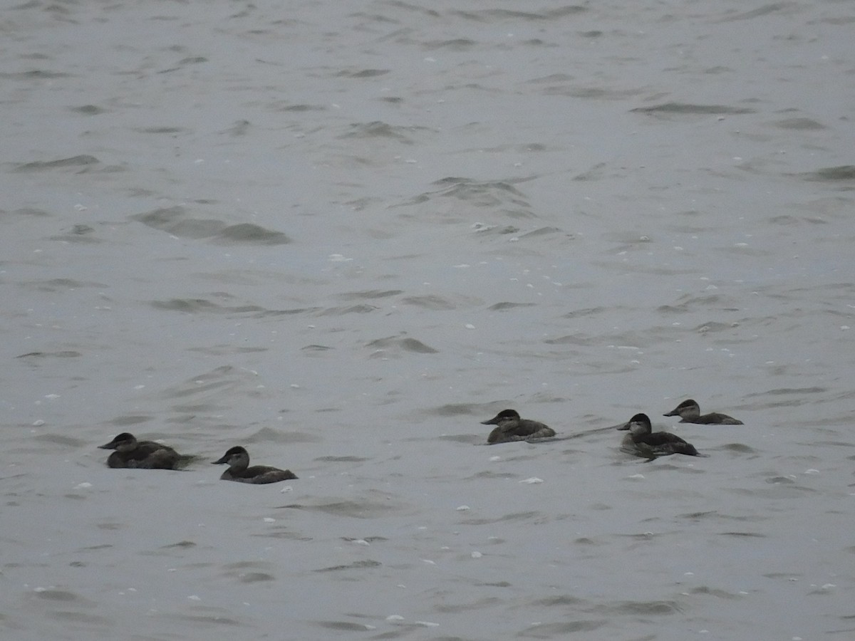 Ruddy Duck - ML628059391