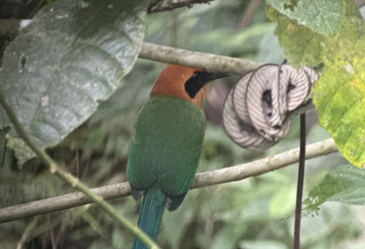 Rufous Motmot - ML628059399