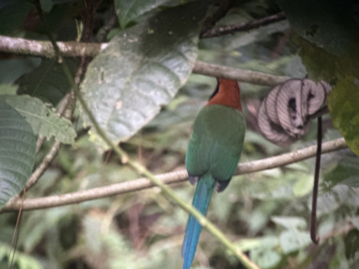 Rufous Motmot - ML628059400