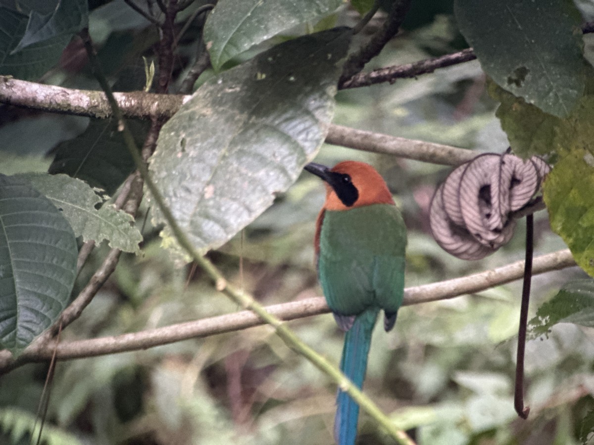 Rufous Motmot - ML628059401