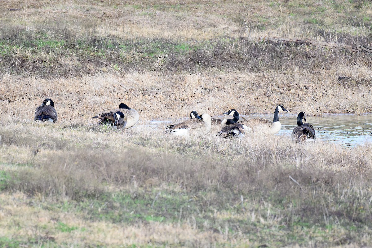 Canada Goose - ML628059403