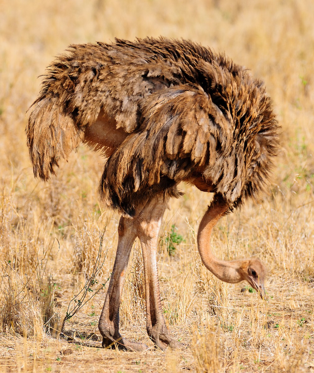 Common Ostrich - ML628059405