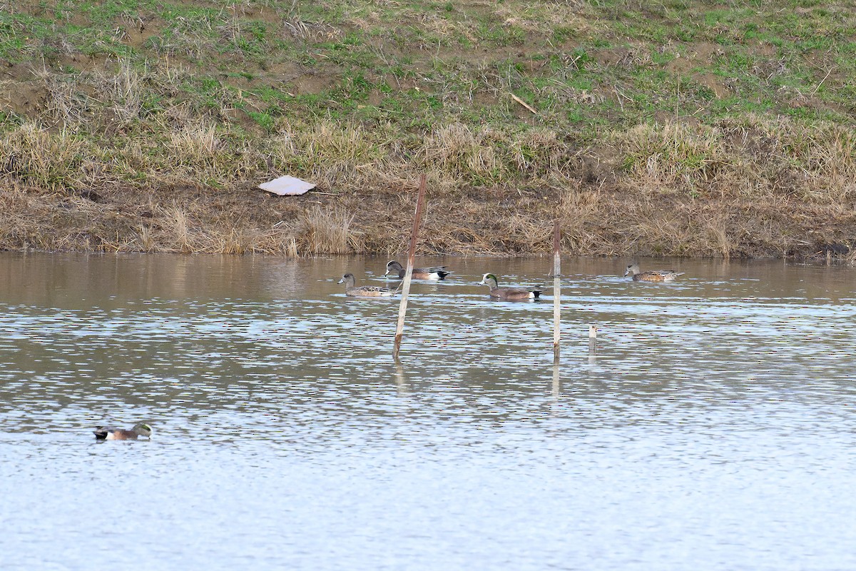 American Wigeon - ML628059417