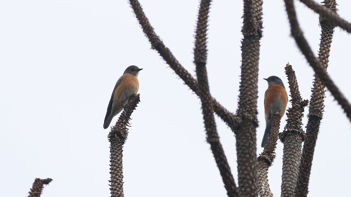 Western Bluebird - ML628059419