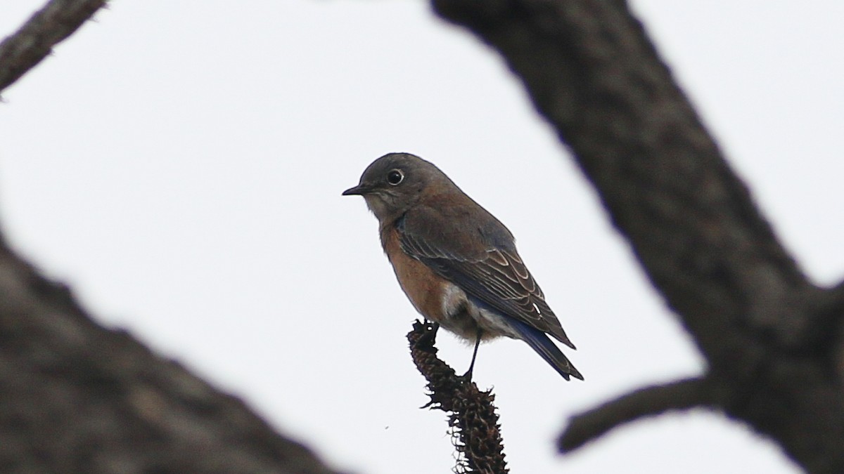 Western Bluebird - ML628059420