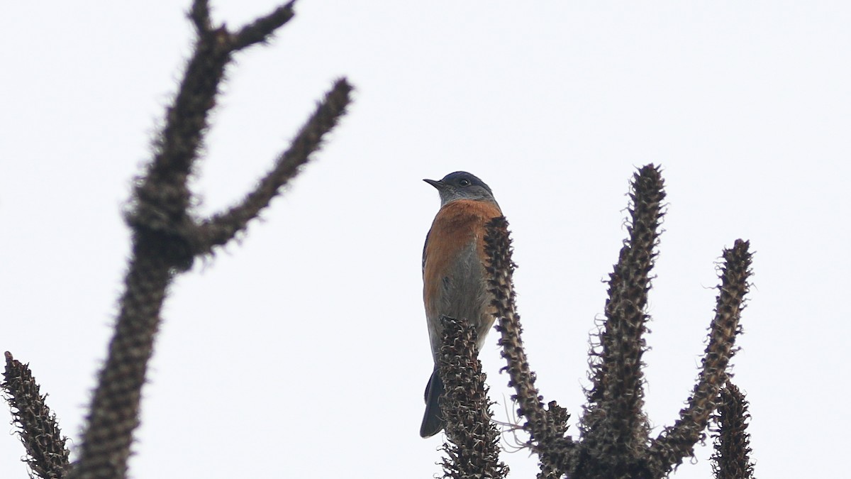 Western Bluebird - ML628059421