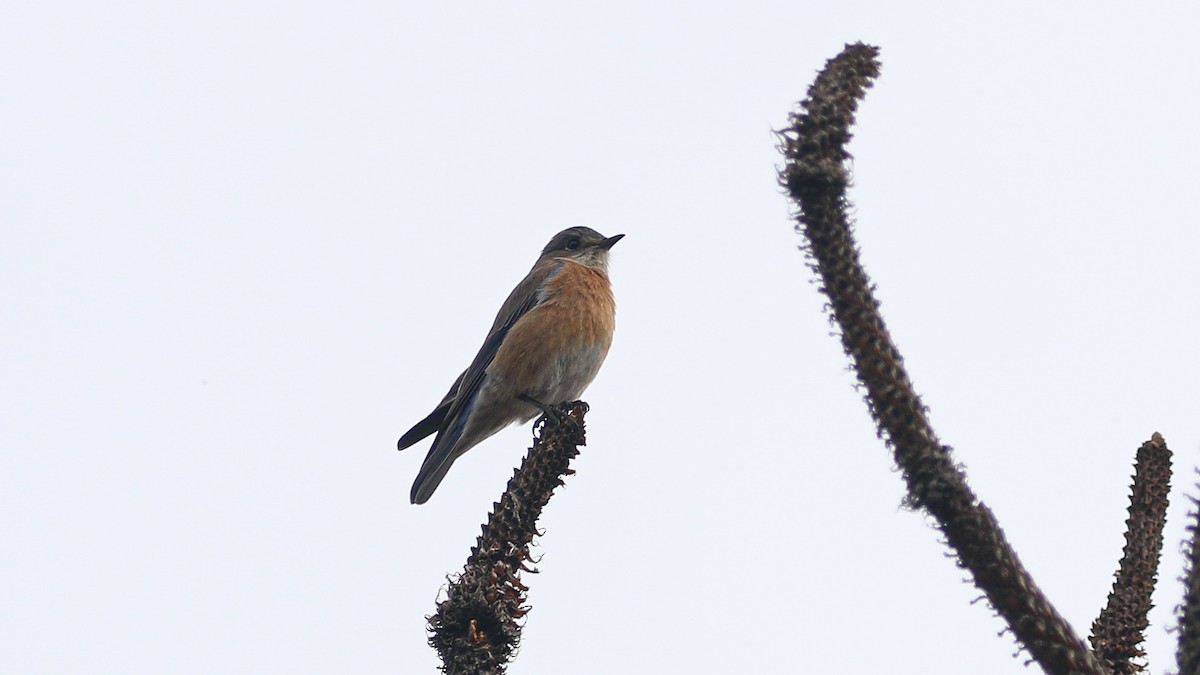 Western Bluebird - ML628059422