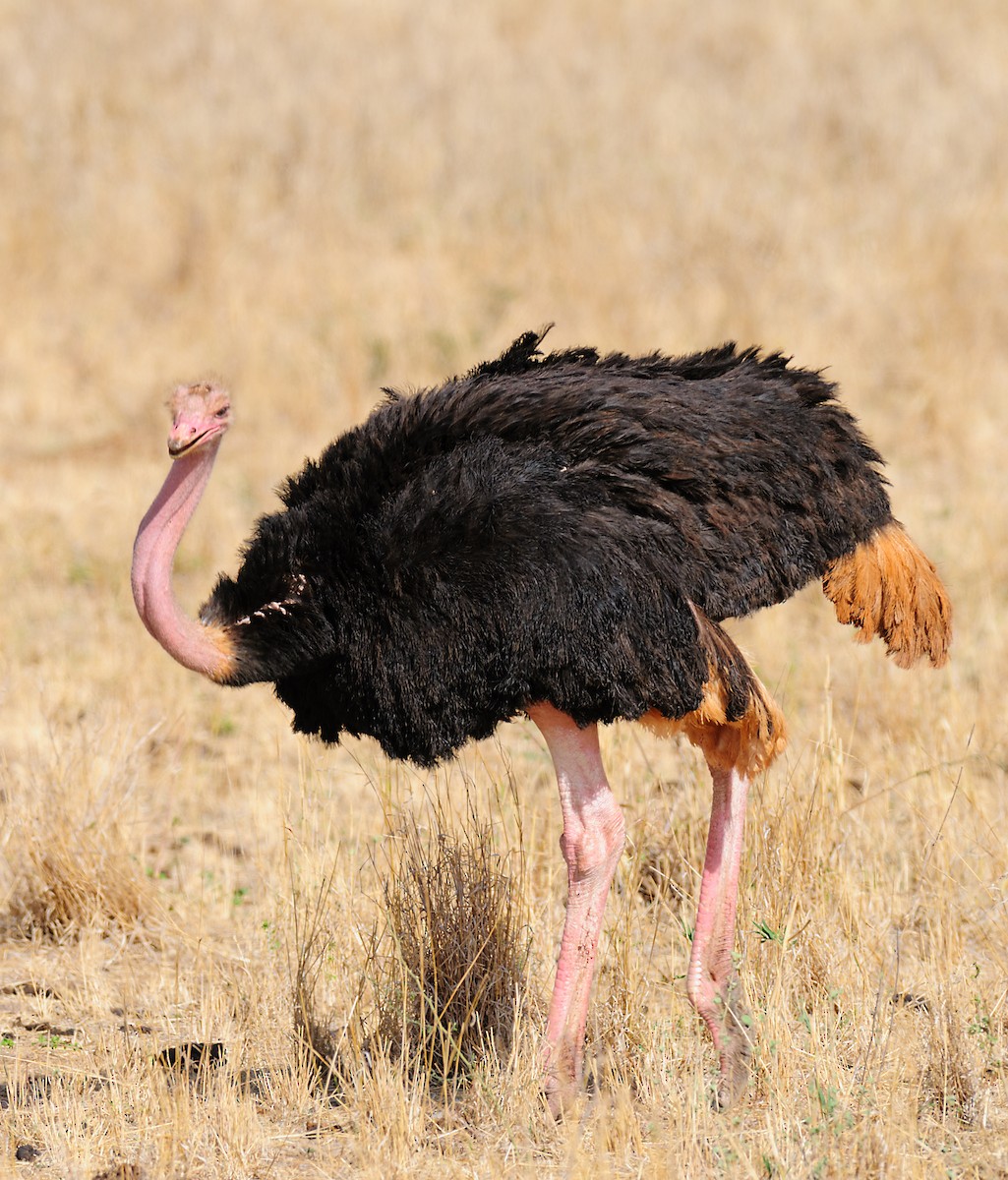 Common Ostrich - ML628059423