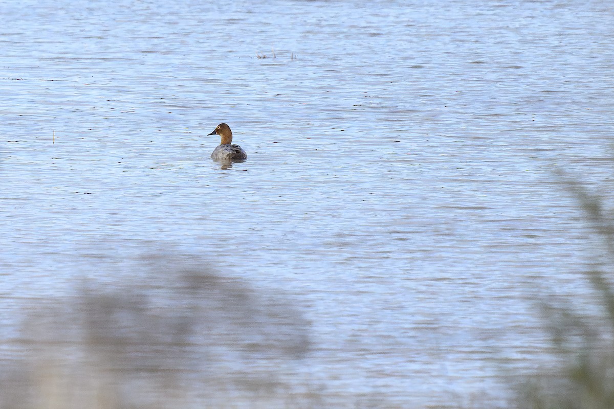 Canvasback - ML628059427