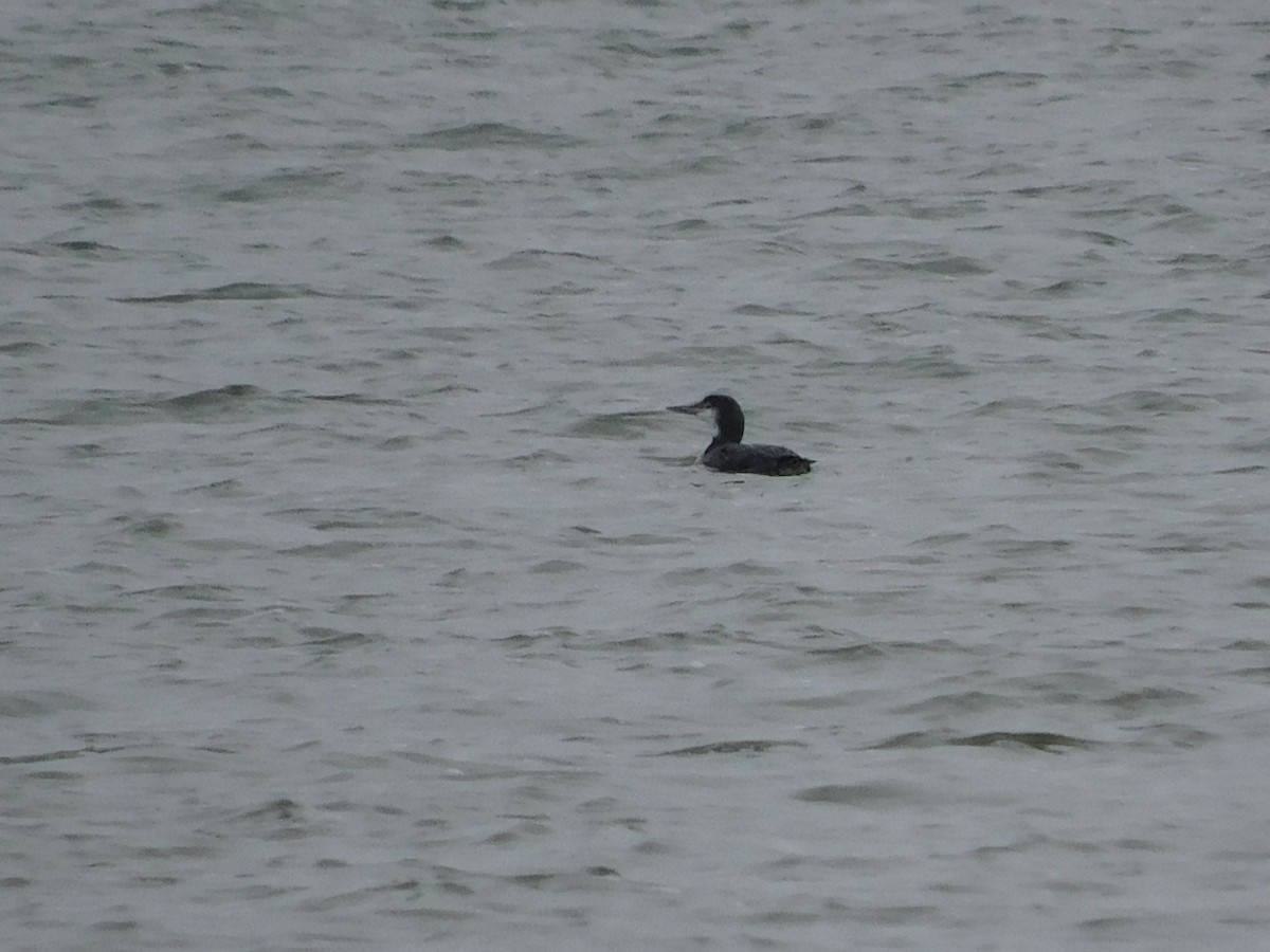 Common Loon - ML628059453