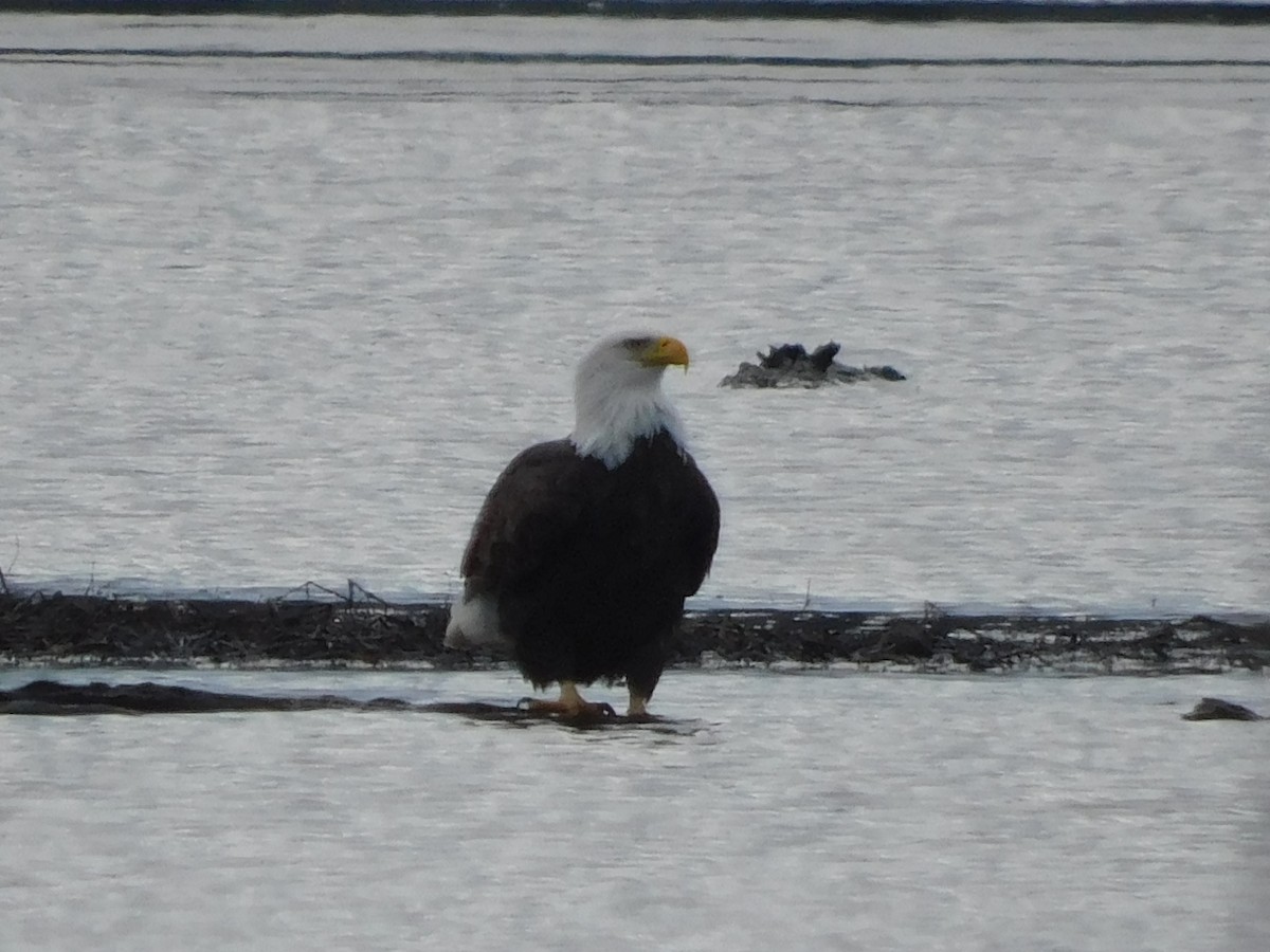 Bald Eagle - ML628059458