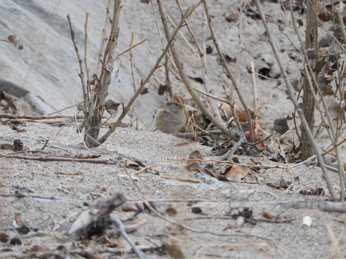 American Tree Sparrow - ML628059476