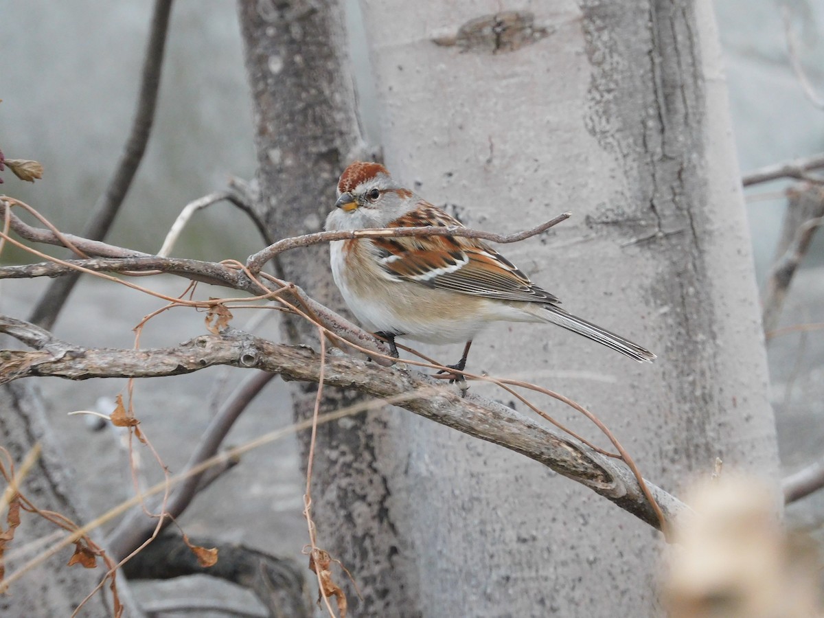 American Tree Sparrow - ML628059477