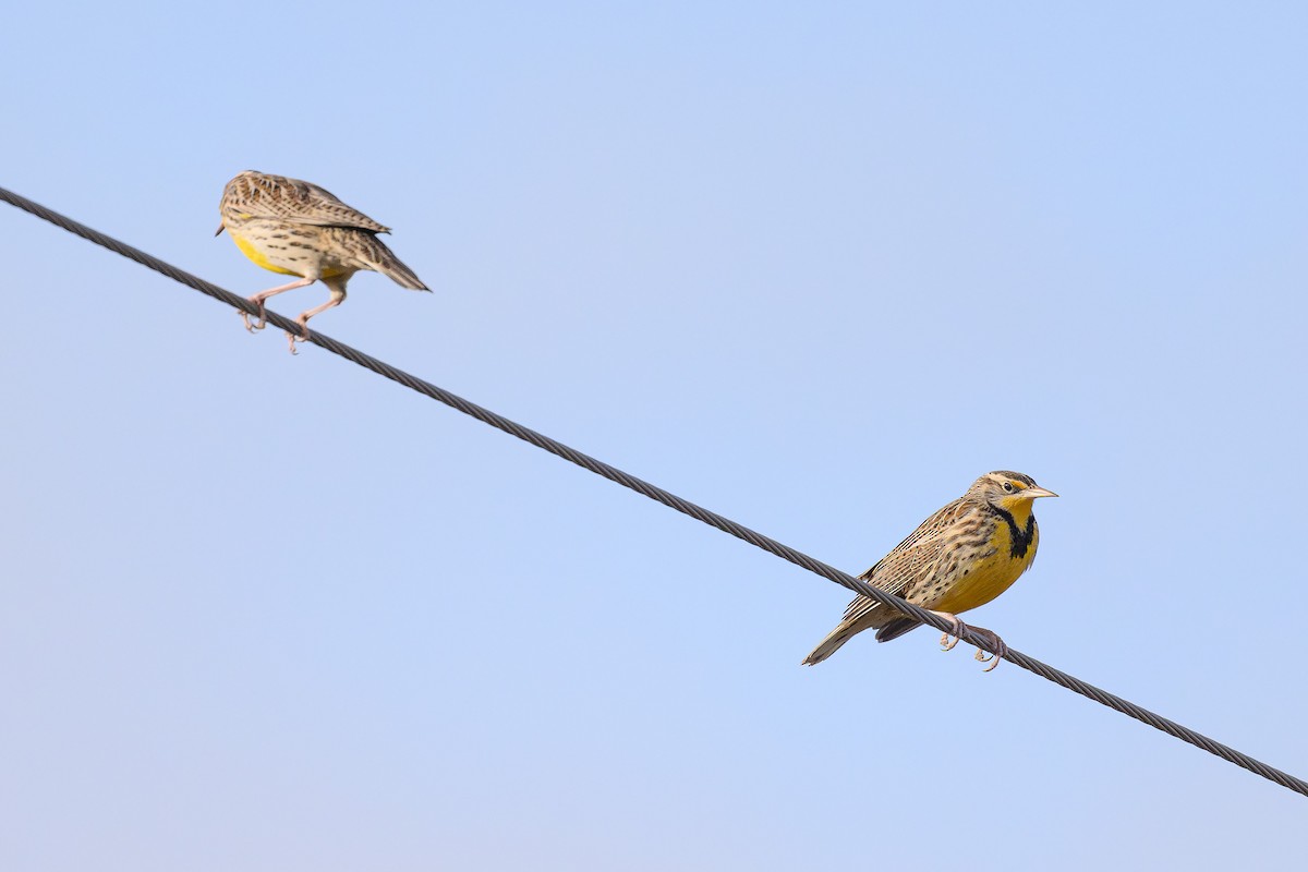 Western Meadowlark - ML628059478