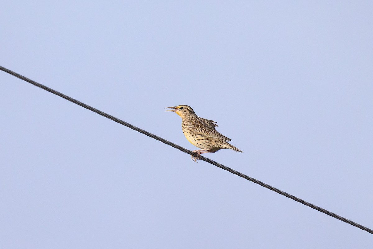 Eastern Meadowlark - ML628059482