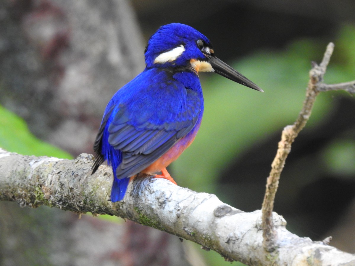 Azure Kingfisher - ML628059540