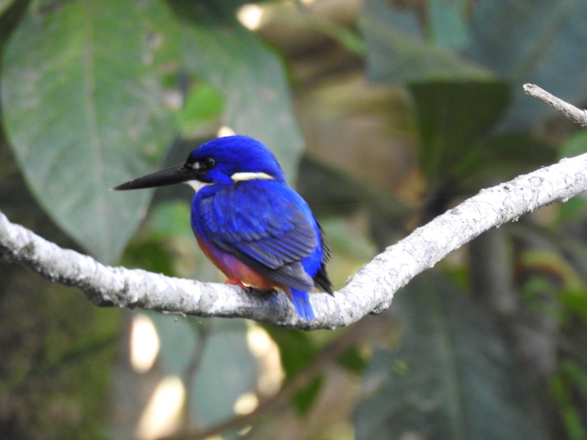 Azure Kingfisher - ML628059541